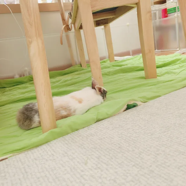 아잇