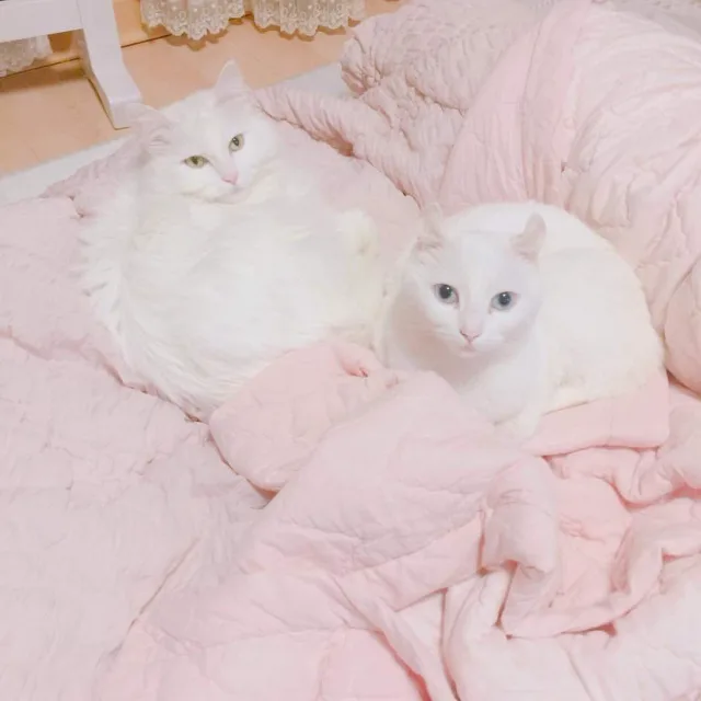 오동맘