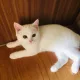 랑이