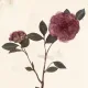기린
