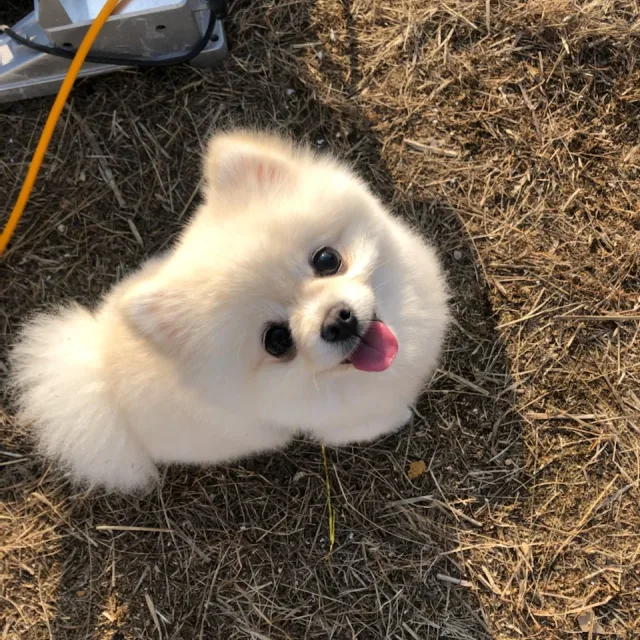 달콩이