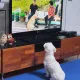 쭈야