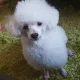 그린홈