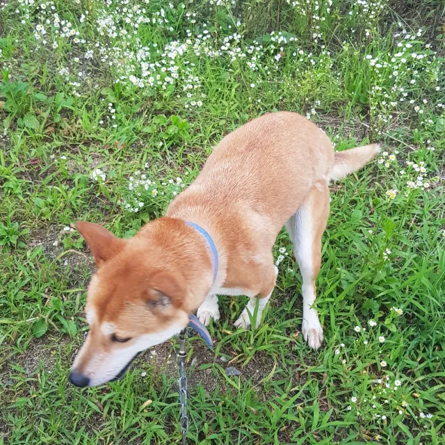 은도도