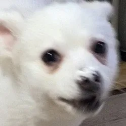 윪댕