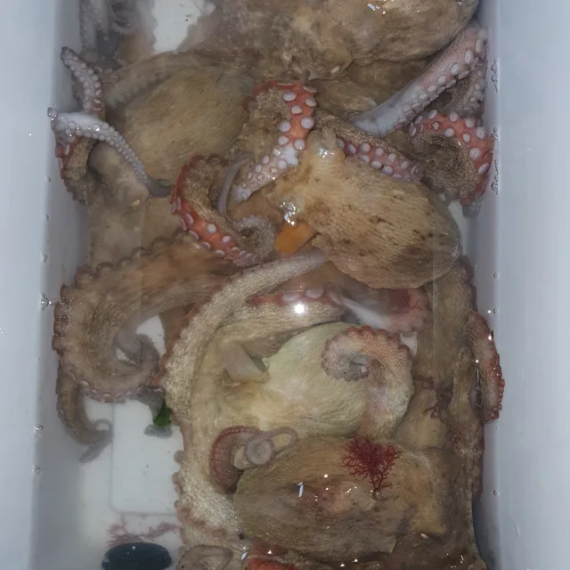 카이쿠스