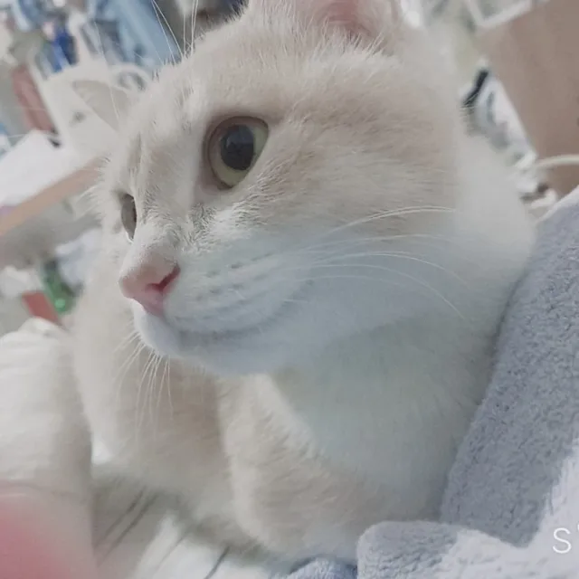 엘렌