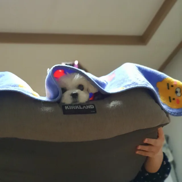 날아라하늘