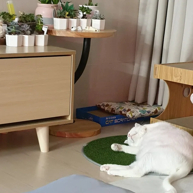 따루