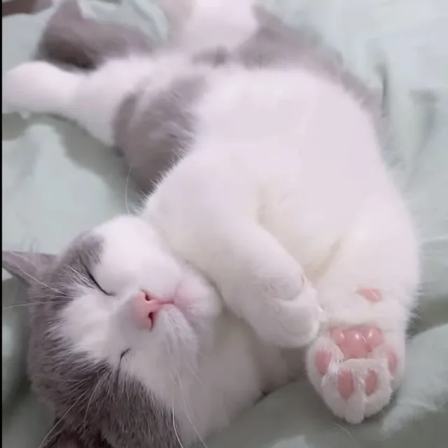 해피해피