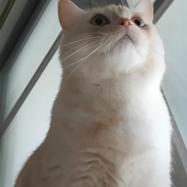 아롱이
