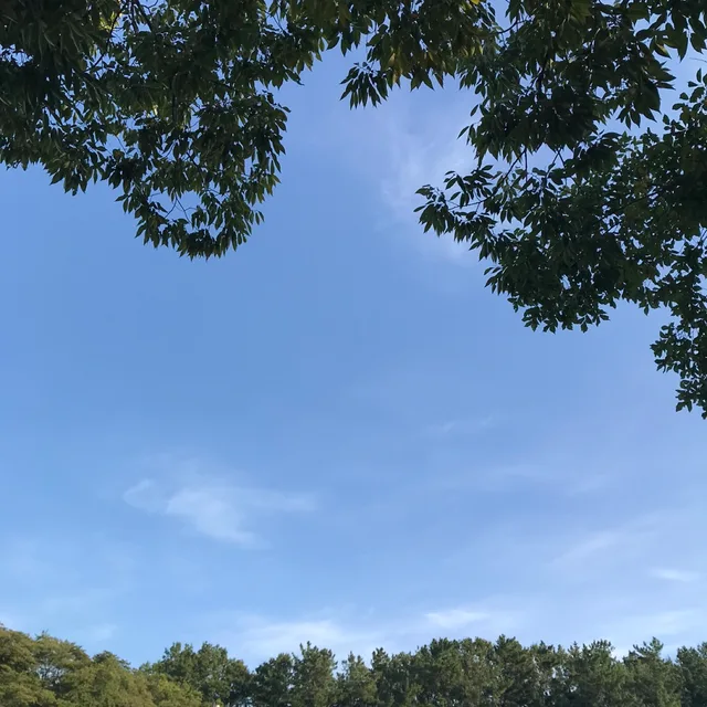 소나무와솔방울