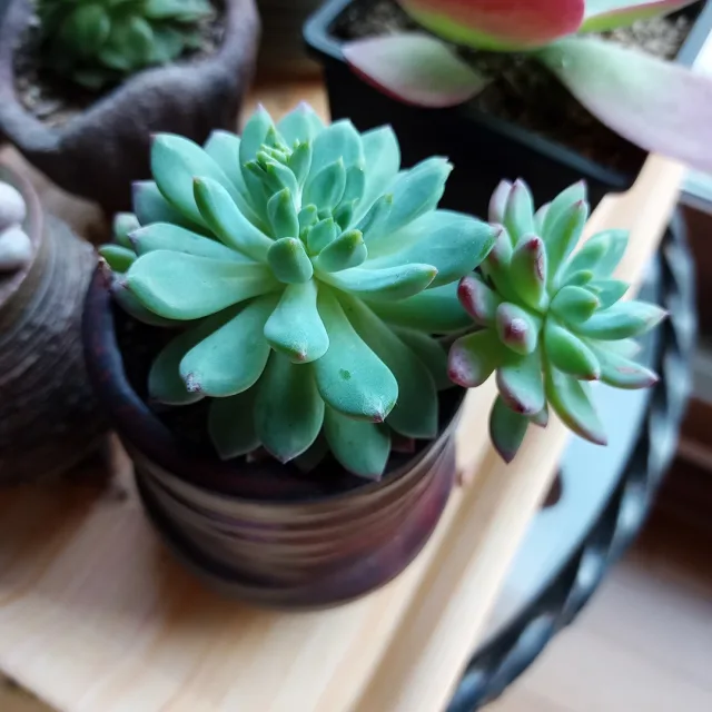 뽀로롱