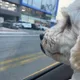도르담다미