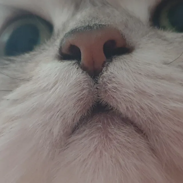 가디언엔젤