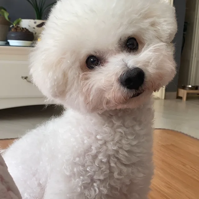 눈누