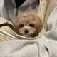 시또
