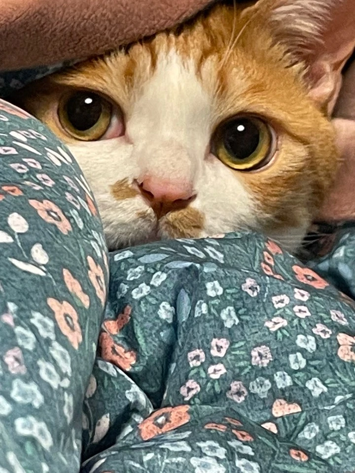나아니다