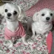 전밍키