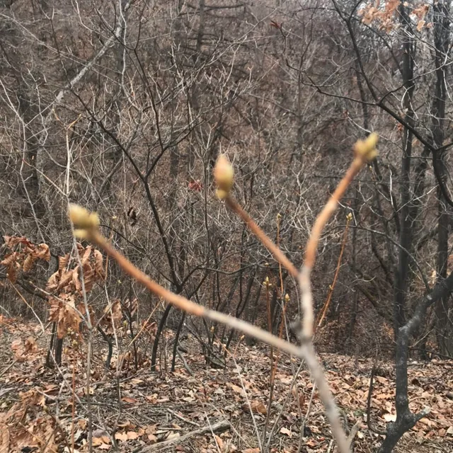 봉오리