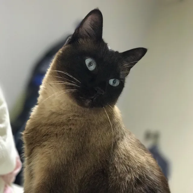 보라민