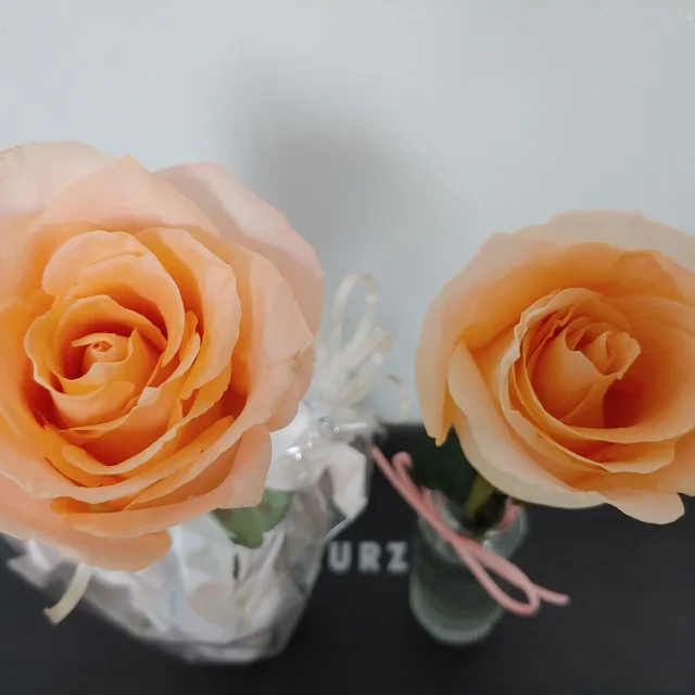 깐따삐아인