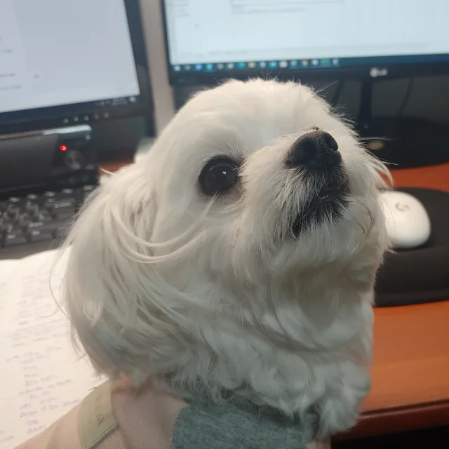 말티즈별이