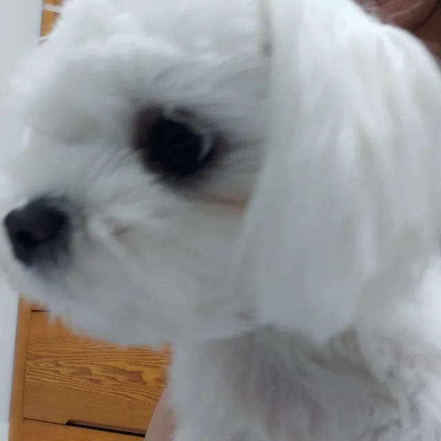 로이