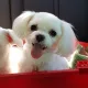 꼬꼬리아