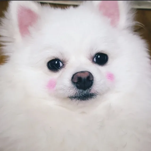 사랑이