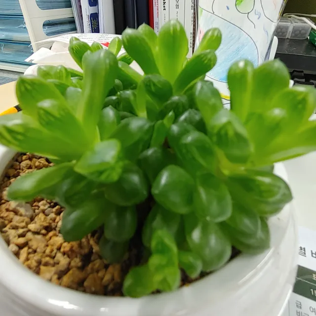 정직한사람