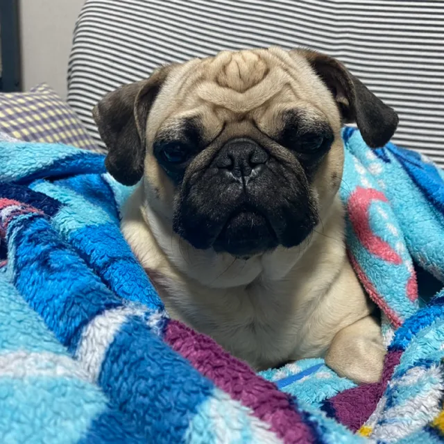 오디야모하니
