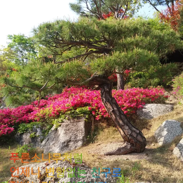 솔향