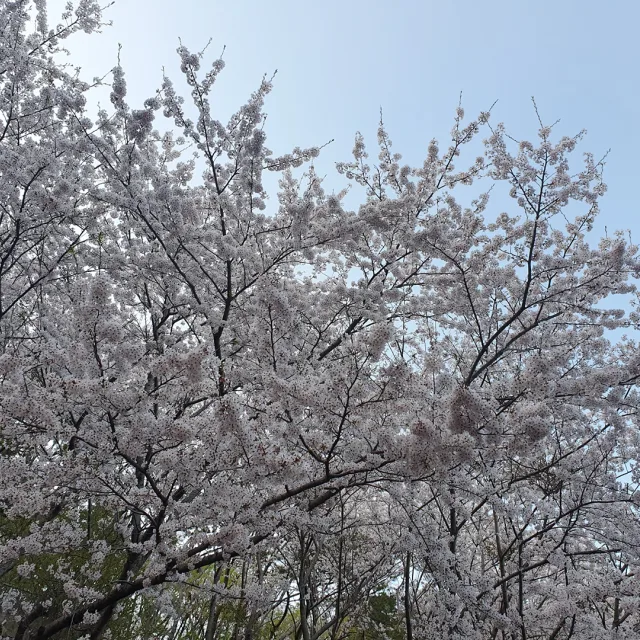 봉봉이