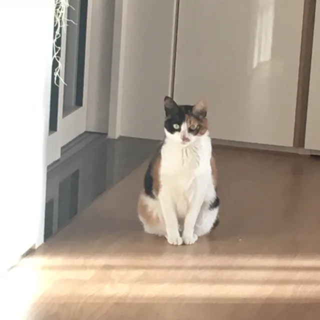 부앙