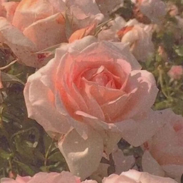 러브로즈