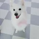 노기