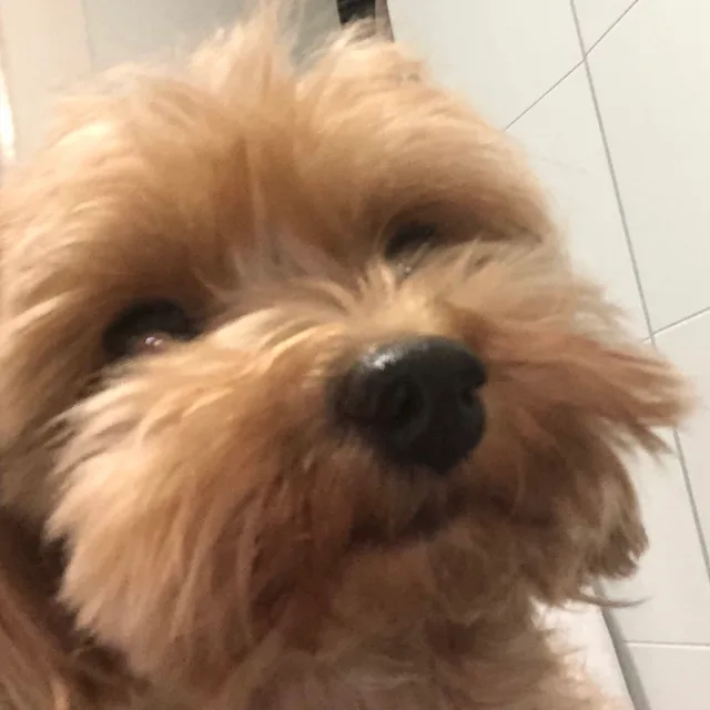 호두언니