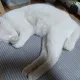 공공이