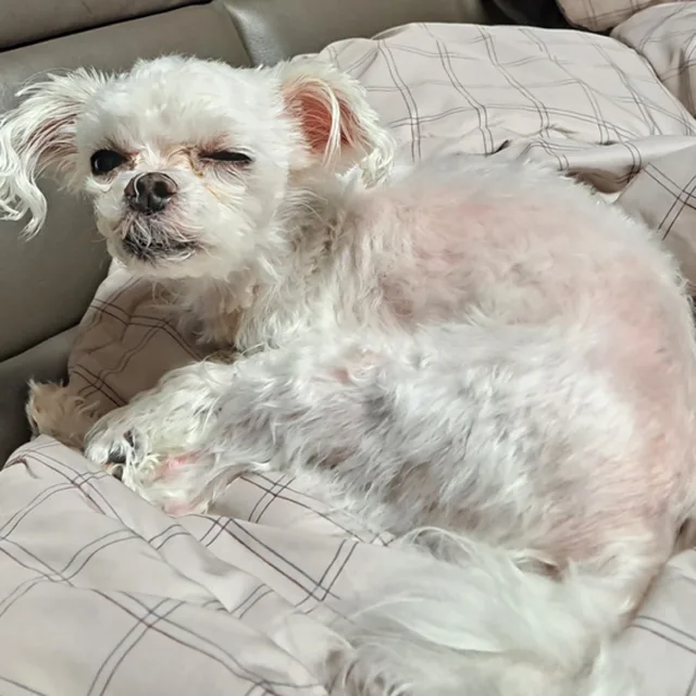 범봄