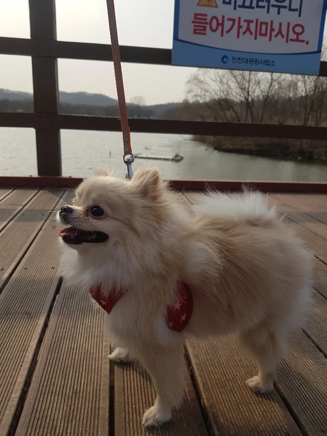 댕댕이아빠