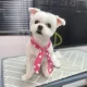 꿀딴지