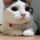 미니