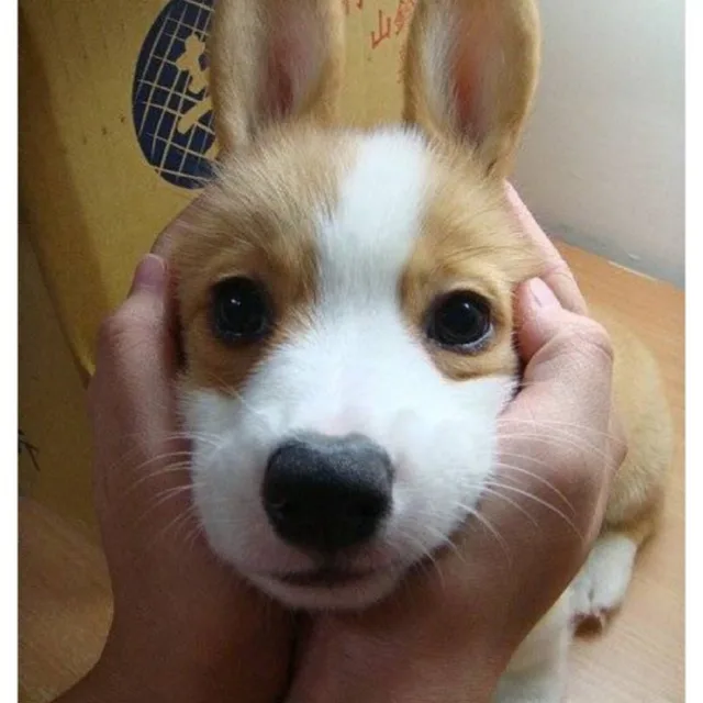 토끼