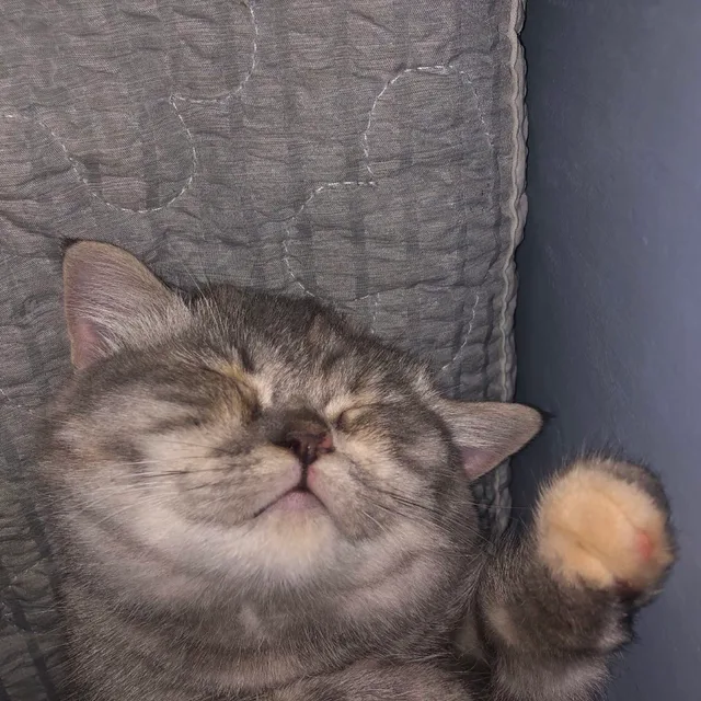 고롱이