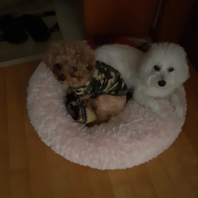 탕탕이