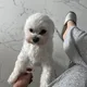 달봉이네