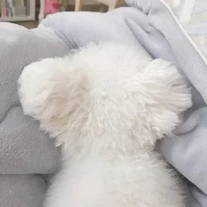 바니바니