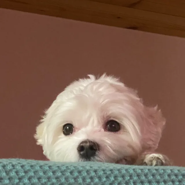 럭키