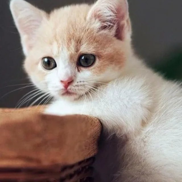 땀고양이